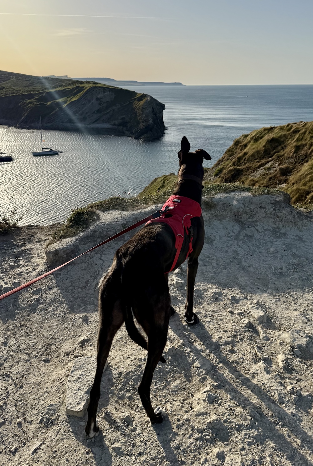 Freddie the Greyhound